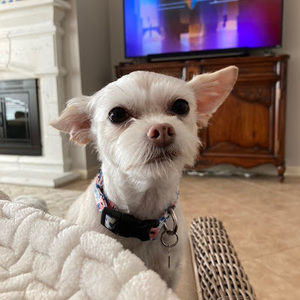 Meet your Posher, Laney